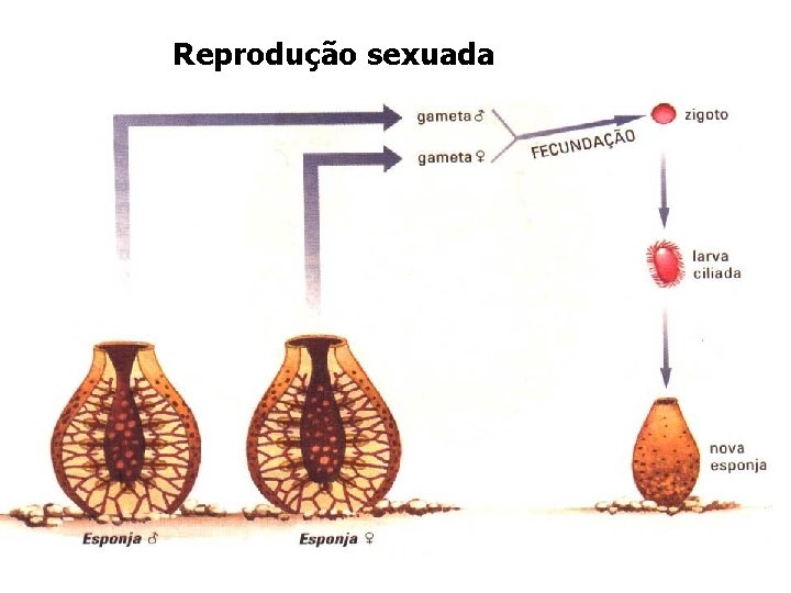 Reprodução sexuada Reprodução sexuada