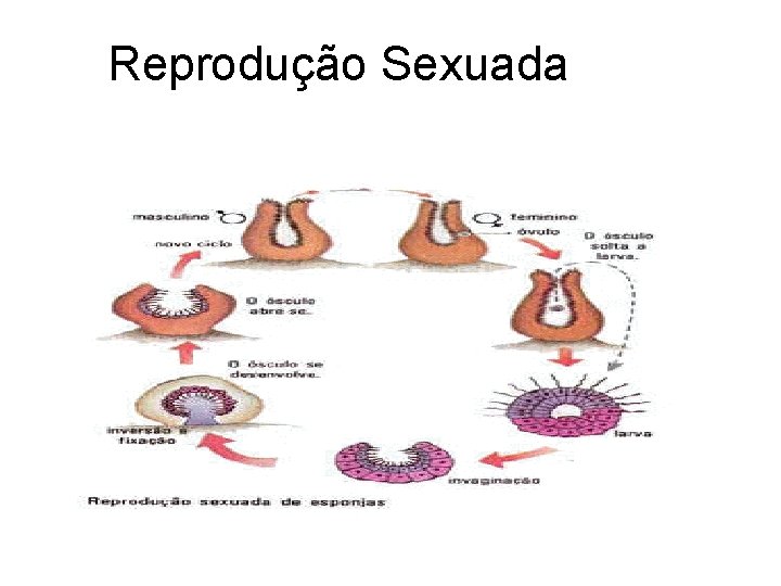Reprodução Sexuada Reprodução Sexuada