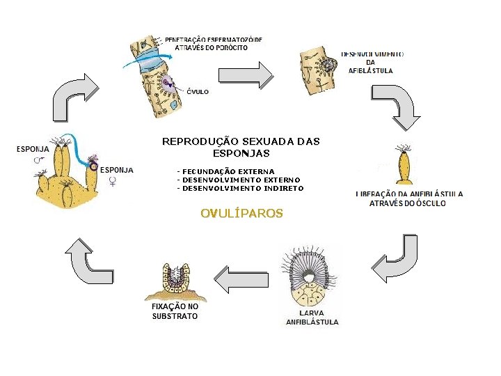 REPRODUÇÃO SEXUADA DAS ESPONJAS - FECUNDAÇÃO EXTERNA - DESENVOLVIMENTO EXTERNO - DESENVOLVIMENTO INDIRETO OVULÍPAROS REPRODUÇÃO SEXUADA DAS ESPONJAS - FECUNDAÇÃO EXTERNA - DESENVOLVIMENTO EXTERNO - DESENVOLVIMENTO INDIRETO OVULÍPAROS