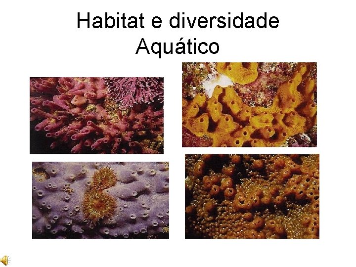 Habitat e diversidade Aquático Habitat e diversidade Aquático