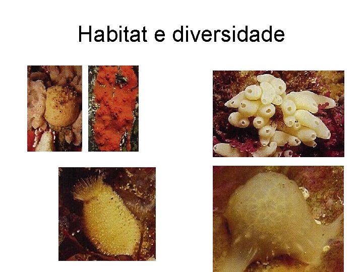Habitat e diversidade Habitat e diversidade