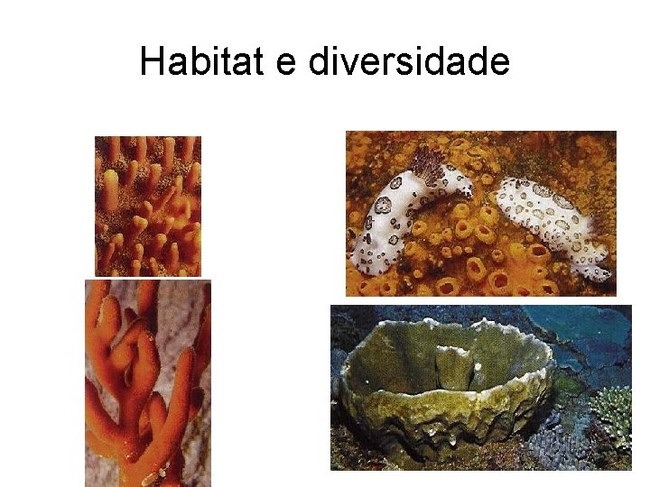 Habitat e diversidade Habitat e diversidade