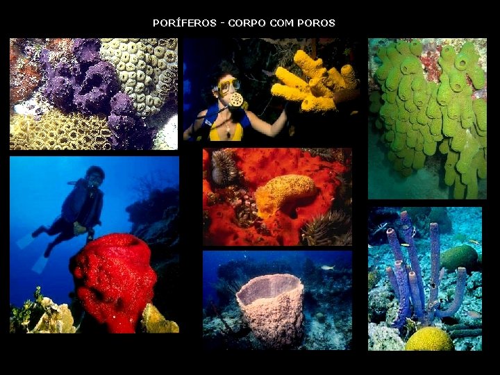 PORÍFEROS - CORPO COM POROS PORÍFEROS - CORPO COM POROS