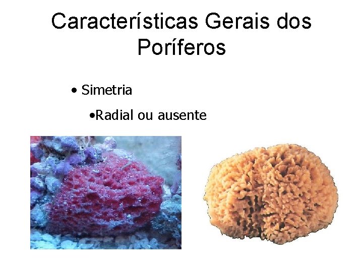 Características Gerais dos Poríferos • Simetria • Radial ou ausente Características Gerais dos Poríferos • Simetria • Radial ou ausente