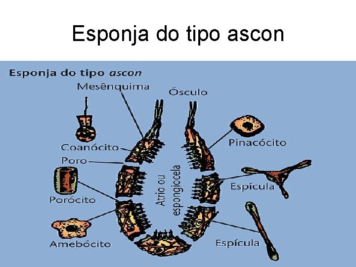 Esponja do tipo ascon Esponja do tipo ascon