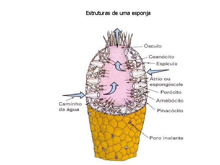 Estruturas de uma esponja Estruturas de uma esponja
