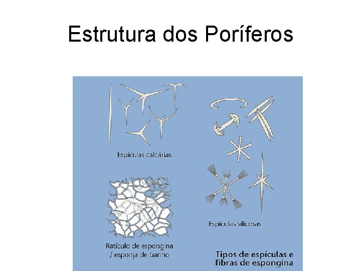 Estrutura dos Poríferos Estrutura dos Poríferos
