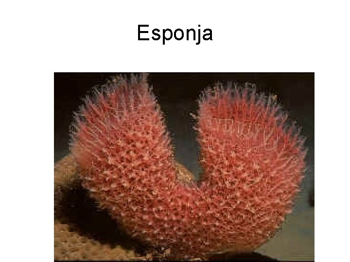 Esponja Esponja