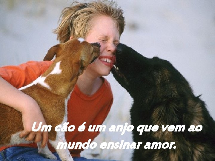 Um cão é um anjo que vem ao mundo ensinar amor. 