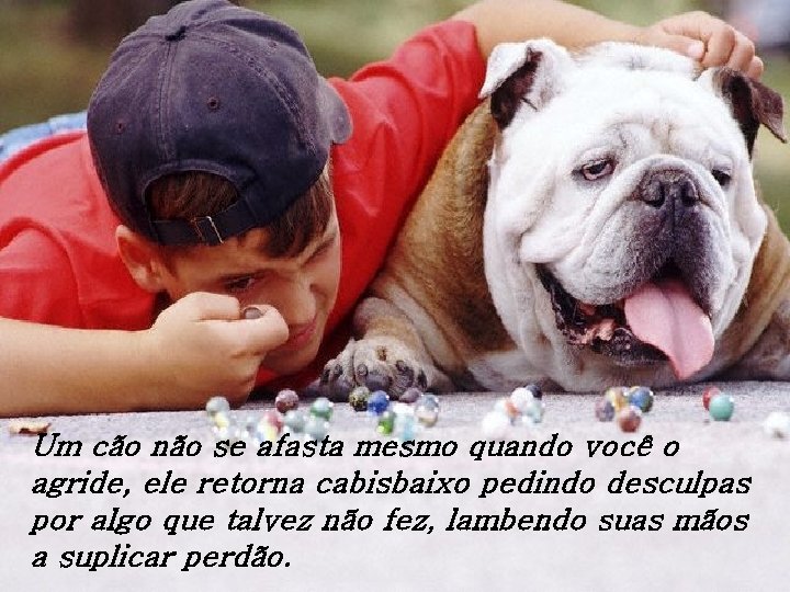 Um cão não se afasta mesmo quando você o agride, ele retorna cabisbaixo pedindo