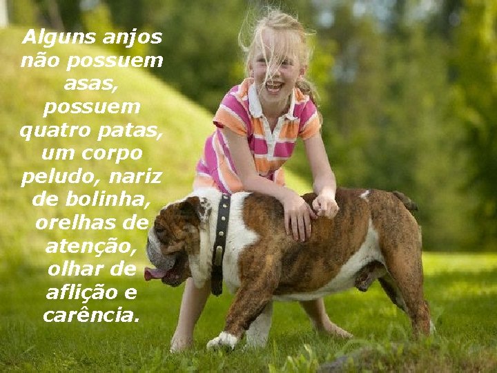 Alguns anjos não possuem asas, possuem quatro patas, um corpo peludo, nariz de bolinha,