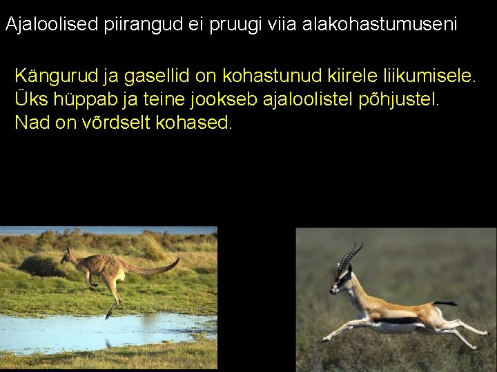 Ajaloolised piirangud ei pruugi viia alakohastumuseni Kängurud ja gasellid on kohastunud kiirele liikumisele. Üks