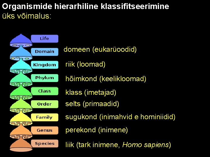 Organismide hierarhiline klassifitseerimine üks võimalus: domeen (eukarüoodid) riik (loomad) hõimkond (keelikloomad) klass (imetajad) selts