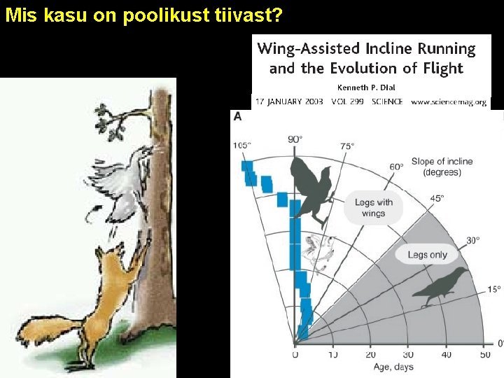 Mis kasu on poolikust tiivast? 