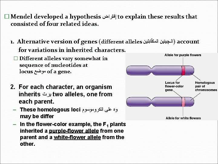 � Mendel developed a hypothesis ﺇﻓﺘﺮﺍﺽ to explain these results that consisted of four