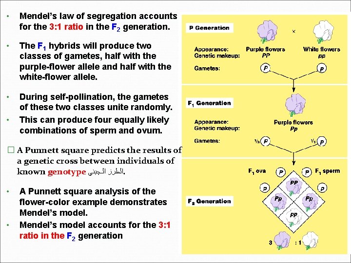  • Mendel’s law of segregation accounts for the 3: 1 ratio in the