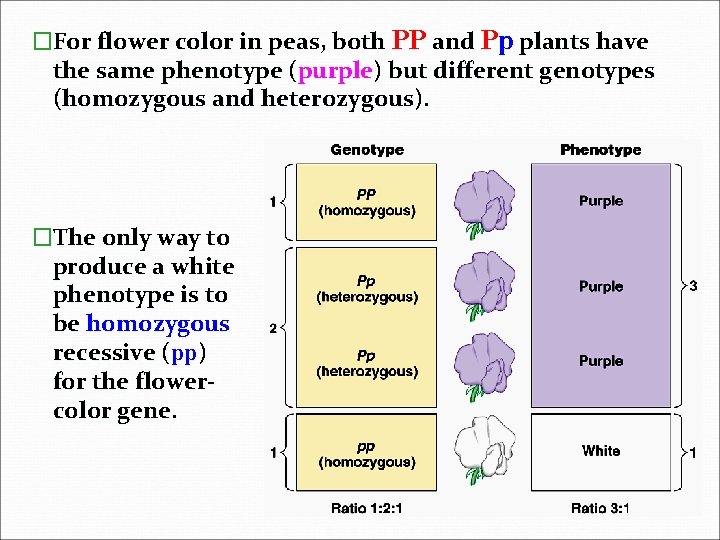 �For flower color in peas, both PP and Pp plants have the same phenotype