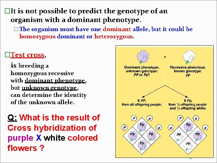 �It is not possible to predict the genotype of an organism with a dominant