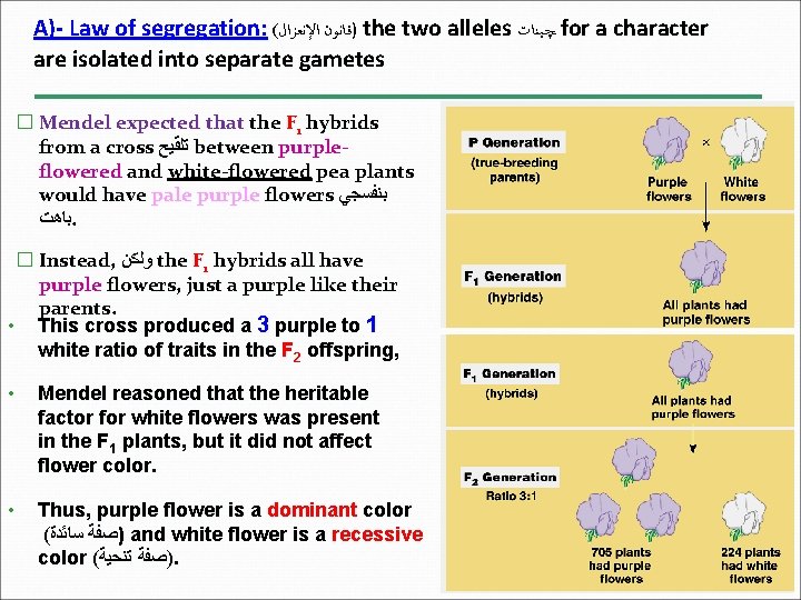 A)- Law of segregation: ( )ﻗﺎﻧﻮﻥ ﺍﻹﻧﻌﺰﺍﻝ the two alleles ﭽـﻴﻨﺎﺕ for a character