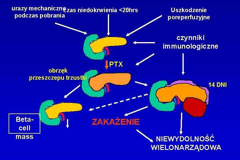 urazy mechaniczneczas niedokrwienia <20 hrs podczas pobrania Uszkodzenie poreperfuzyjne czynniki immunologiczne obrzęk przeszczepu trzustki