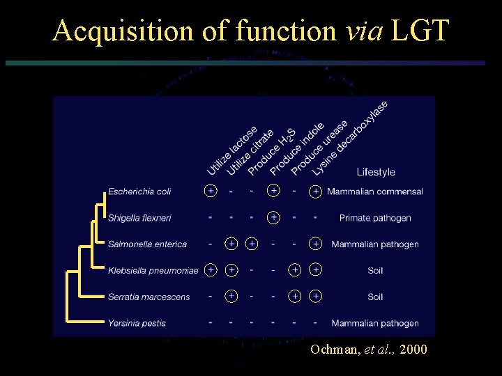 Acquisition of function via LGT Ochman, et al. , 2000 