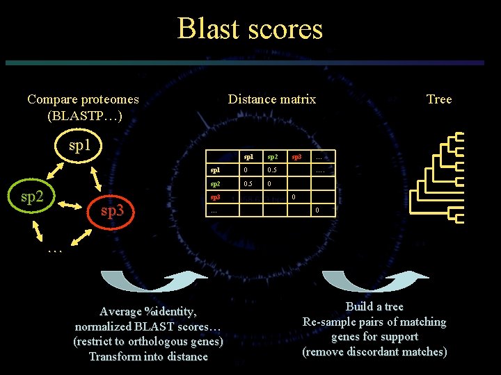 Blast scores Compare proteomes (BLASTP…) Distance matrix sp 1 sp 2 sp 3 sp