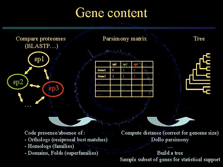 Gene content Compare proteomes (BLASTP…) Parsimony matrix sp 1 sp 2 sp 3 …