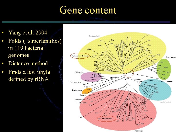 Gene content • Yang et al. 2004 • Folds (=superfamilies) in 119 bacterial genomes