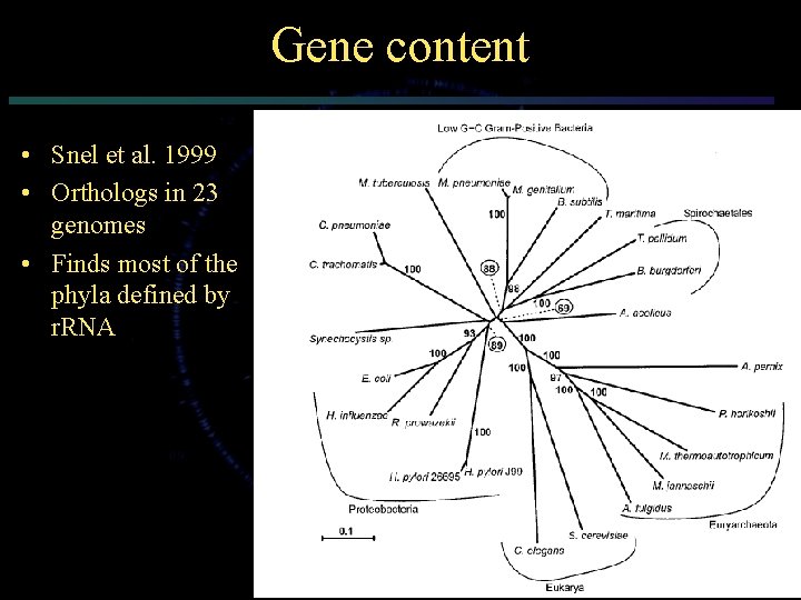 Gene content • Snel et al. 1999 • Orthologs in 23 genomes • Finds