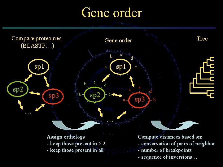 Gene order Compare proteomes (BLASTP…) b sp 1 sp 3 a e c d