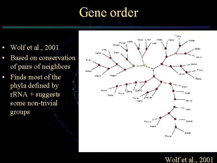 Gene order • Wolf et al. , 2001 • Based on conservation of pairs