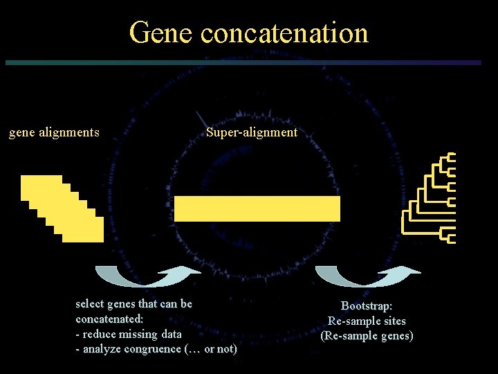 Gene concatenation gene alignments Super-alignment select genes that can be concatenated: - reduce missing