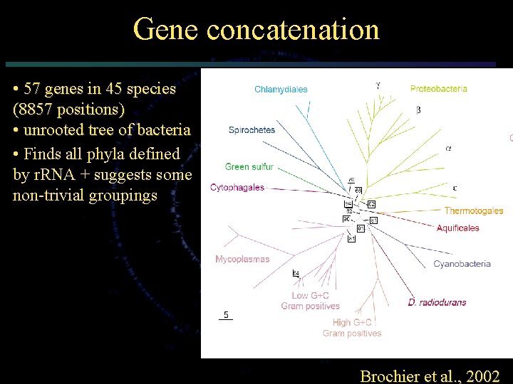 Gene concatenation • 57 genes in 45 species (8857 positions) • unrooted tree of