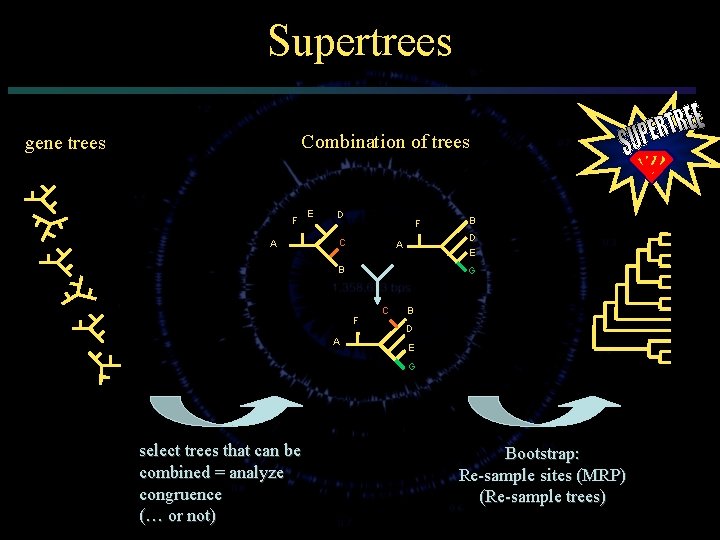 Supertrees Combination of trees gene trees F A E D F C D A
