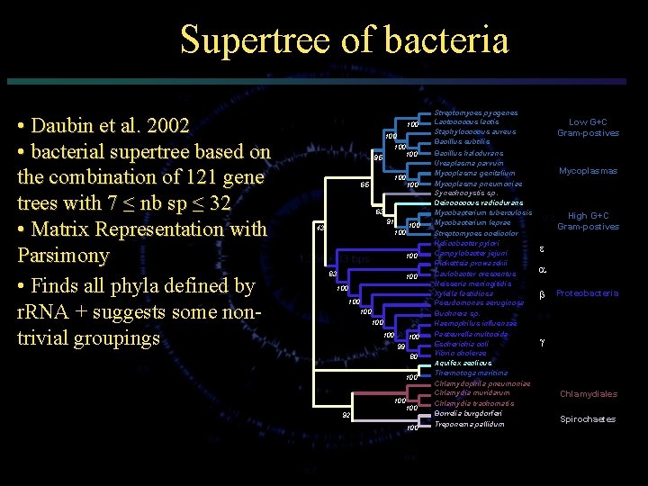 Supertree of bacteria • Daubin et al. 2002 • bacterial supertree based on the