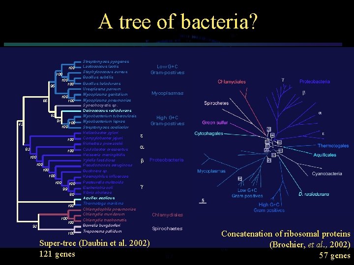 A tree of bacteria? 100 100 95 100 63 91 43 100 100 83