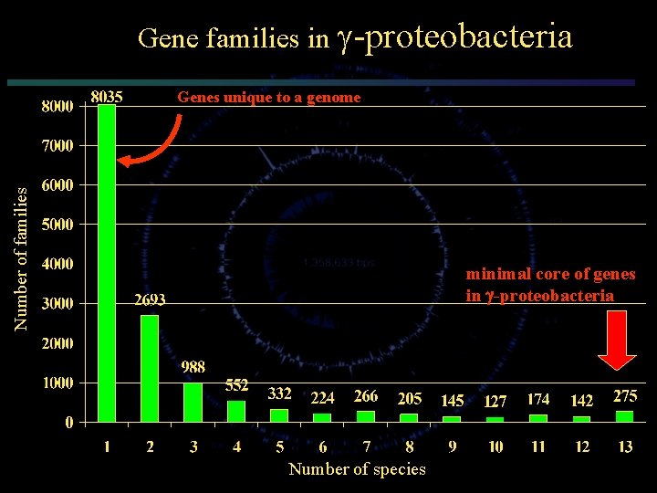 Gene families in -proteobacteria Number of families Genes unique to a genome minimal core