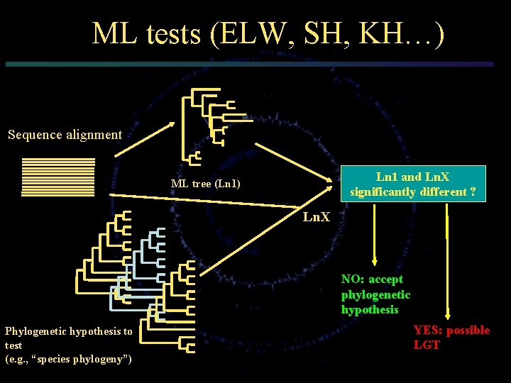 ML tests (ELW, SH, KH…) Sequence alignment Ln 1 and Ln. X significantly different