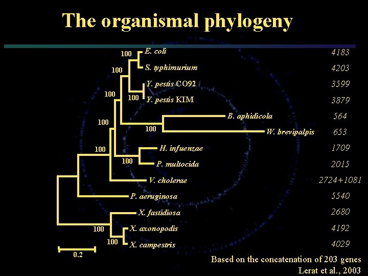 The organismal phylogeny 100 100 E. coli 4183 S. typhimurium 4203 Y. pestis CO