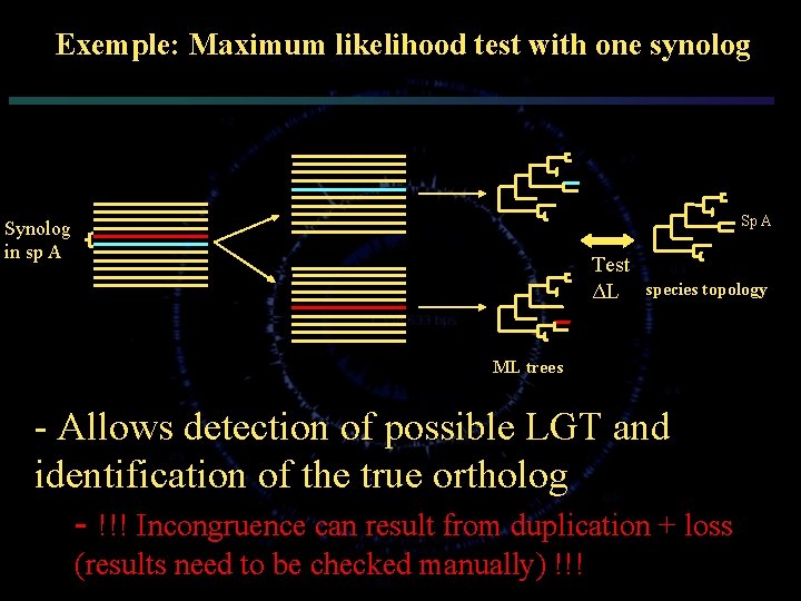 Exemple: Maximum likelihood test with one synolog Sp A Synolog in sp A Test