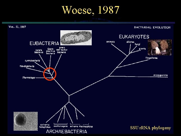 Woese, 1987 SSU r. RNA phylogeny 