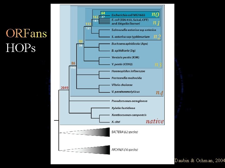 ORFans HOPs Daubin & Ochman, 2004 