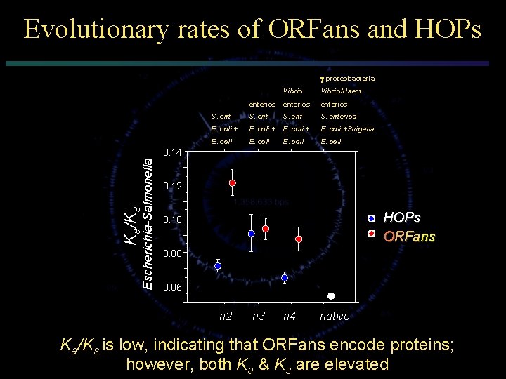 Evolutionary rates of ORFans and HOPs -proteobacteria Vibrio/Haem enterics S. enterica E. coli +Shigella