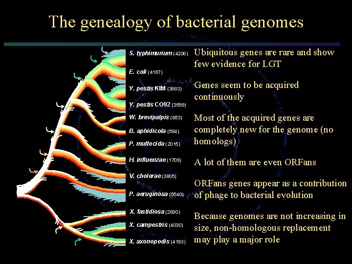 The genealogy of bacterial genomes S. typhimurium (4206) E. coli (4187) Y. pestis KIM