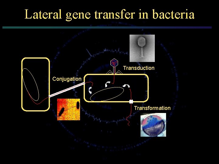 Lateral gene transfer in bacteria Transduction Conjugation Transformation 