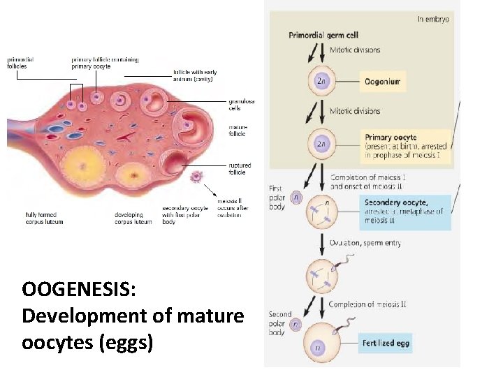 OOGENESIS: Development of mature oocytes (eggs) 