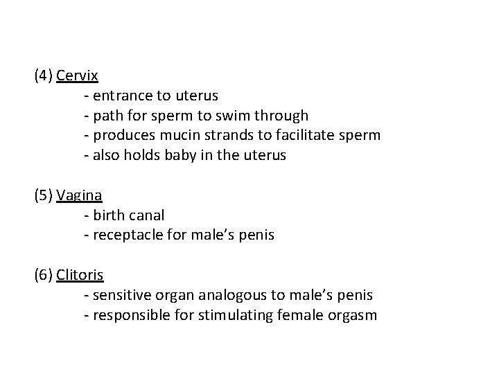 (4) Cervix - entrance to uterus - path for sperm to swim through -