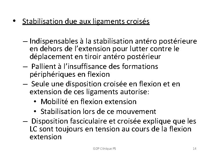  • Stabilisation due aux ligaments croisés – Indispensables à la stabilisation antéro postérieure