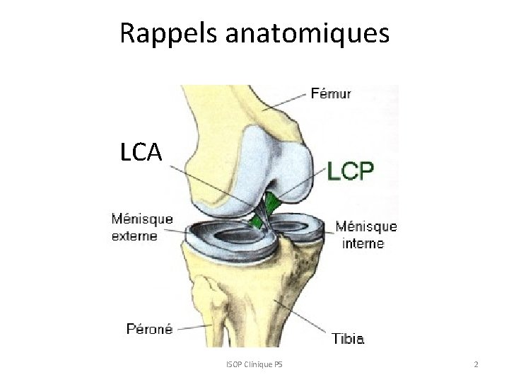 Rappels anatomiques LCA ISOP Clinique P 5 2 