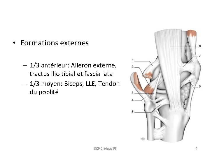  • Formations externes – 1/3 antérieur: Aileron externe, tractus ilio tibial et fascia